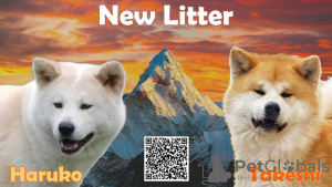 Photo №3. Chiots Akita à vendre. Serbie