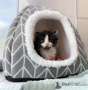 Photo №2 de l'annonce № 147404 de la vente chat de gouttière - acheter à Allemagne annonce privée, éleveur