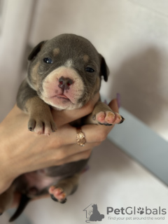 Photo №3. American Bully SHOW CLASS. USA