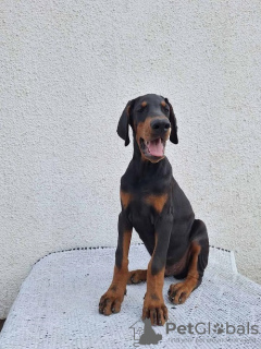 Photo №2 de l'annonce № 121579 de la vente dobermann - acheter à Serbie éleveur