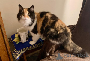 Photo №2 de l'annonce № 139214 de la vente maine coon - acheter à USA éleveur