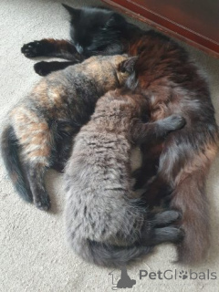 Photo №2 de l'annonce № 158963 de la vente ragdoll - acheter à Pologne annonce privée