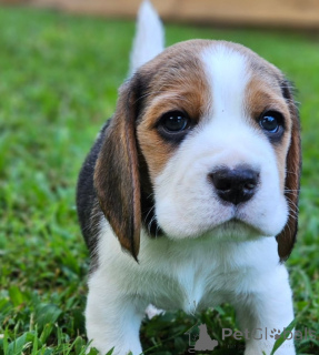 Photo №1. beagle - à vendre en ville de Hannover | négocié | Annonce №157865