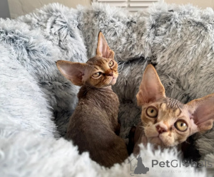 Photo №1. devon rex - à vendre en ville de Cölbe | 350€ | Annonce № 178170