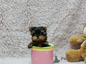 Photo №2 de l'annonce № 101328 de la vente yorkshire terrier - acheter à Allemagne 