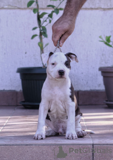 Photos supplémentaires: Terrier américain du Staffordshire