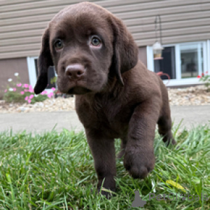 Photo №3. Odessa Labrador Retriever femelle de 8 semaines prête à rentrer à la maison. Allemagne