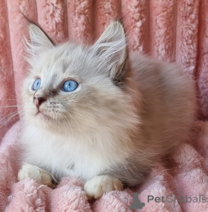 Photo №4. Je vais vendre neva masquerade en ville de Kyivets '. annonce privée, de la fourrière, éleveur - prix - 678€