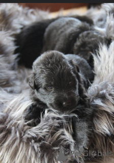 Photo №3. Berger Allemand FCI. Pologne