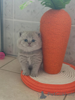Photo №4. Je vais vendre british shorthair en ville de Venise. annonce privée - prix - négocié