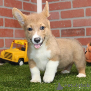 Photo №1. welsh corgi - à vendre en ville de Штутгарт | 850€ | Annonce №115182