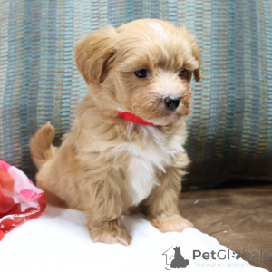 Photo №1. maltipu - à vendre en ville de Thuringhausen | 900€ | Annonce №150192