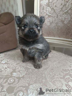 Photo №4. Je vais vendre spitz allemand, spitz nain en ville de Москва. éleveur - prix - 862€