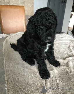 Photo №2 de l'annonce № 66766 de la vente chien bâtard - acheter à USA annonce privée