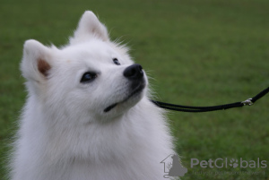 Photos supplémentaires: Chiots Spitz japonais