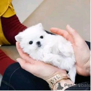 Photo №4. Je vais vendre bichon maltais en ville de Helsinki. annonce privée, éleveur - prix - 450€