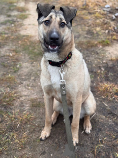 Photo №3. Nous recherchons un foyer aimant pour Buri.. Fédération de Russie