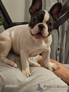 Photo №3. Chiot bouledogue français. Estonie