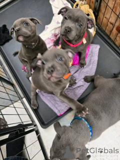 Photo №2 de l'annonce № 163161 de la vente staffordshire bull terrier - acheter à France annonce privée, éleveur