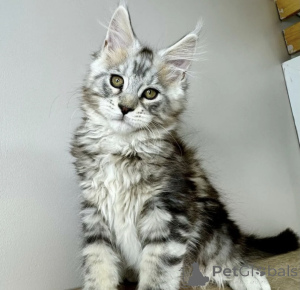 Photo №2 de l'annonce № 163722 de la vente maine coon - acheter à Allemagne éleveur