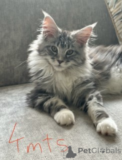 Photo №2 de l'annonce № 160418 de la vente maine coon - acheter à Allemagne éleveur