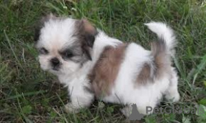 Photo №1. shih tzu - à vendre en ville de Фёрде | 250€ | Annonce №119058