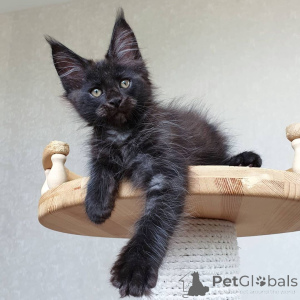 Photo №3. Beaux bébés du Maine Coon avec arbre généalogique.. Allemagne