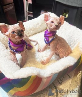 Photo №1. sphynx - à vendre en ville de Reutte | 350€ | Annonce № 178597