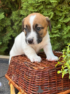 Photo №4. Je vais vendre jack russell terrier en ville de Pyatigorsk. annonce privée - prix - 162€