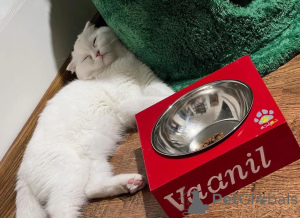 Photo №1.  - à vendre en ville de Lille | négocié | Annonce № 165467