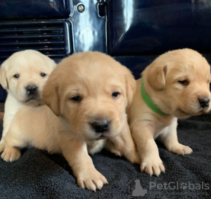 Photos supplémentaires: Adorables chiots Labrador - Enregistré Kc