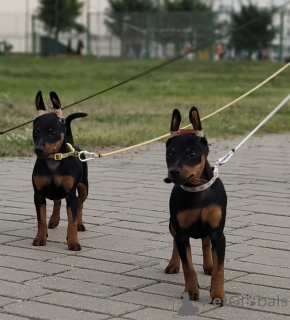 Photo №3. Chiots Pinscher nain. Biélorussie