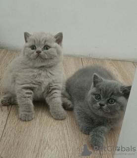 Photo №1. british shorthair - à vendre en ville de Brodnica | 800€ | Annonce № 114825