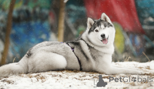 Photo №2 de l'annonce № 141538 de la vente husky de sibérie - acheter à Fédération de Russie 