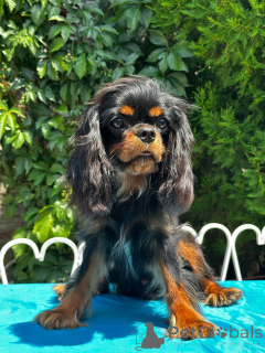 Photo №1. cavalier king charles spaniel - à vendre en ville de Varsovie | 1600€ | Annonce №150368