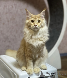 Photo №2 de l'annonce № 163185 de la vente maine coon - acheter à Allemagne éleveur
