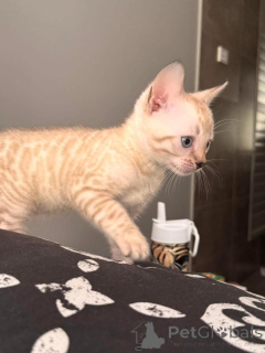 Photo №2 de l'annonce № 152765 de la vente bengal - acheter à Suisse annonce privée