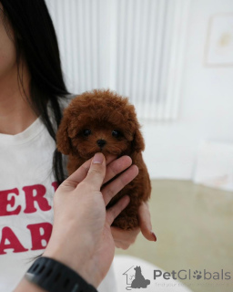 Photo №3. Nos chiots sont très très petits avec une grande personnalité. La finlande