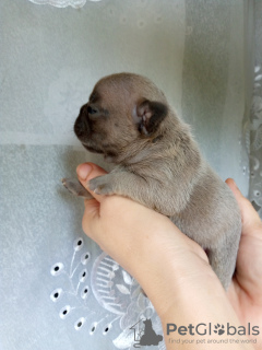 Photo №2 de l'annonce № 66706 de la vente bouledogue - acheter à Ukraine éleveur