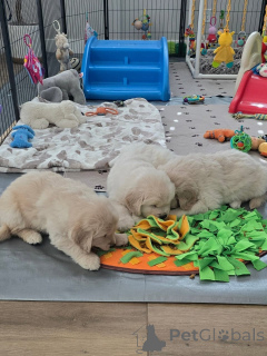 Photo №2 de l'annonce № 171675 de la vente golden retriever - acheter à France annonce privée
