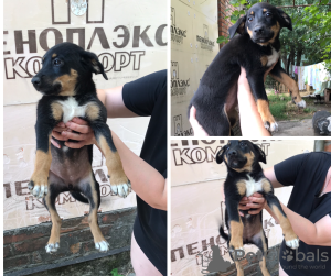 Photo №1. chien bâtard - à vendre en ville de Krasnodar | Gratuit | Annonce №7520