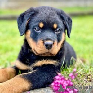 Photo №1. rottweiler - à vendre en ville de Attard | négocié | Annonce №169453