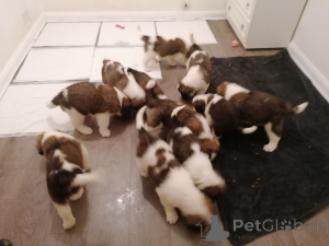 Photo №2 de l'annonce № 168434 de la vente saint-bernard - acheter à Suède annonce privée, éleveur