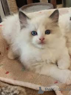 Photo №3. Les chatons Ragdoll ont un nouveau jeudi.. Belgique