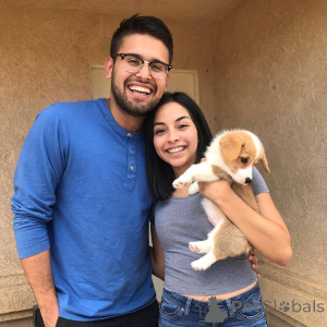 Photo №3. Accueil Chiots corgi élevés Chiots à adopter. Italie