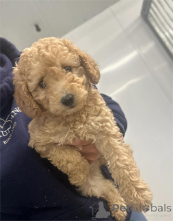 Photo №1. caniche (nain) - à vendre en ville de Erftstadt | 350€ | Annonce №154318