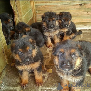 Photo №1. berger allemand - à vendre en ville de Luxem | négocié | Annonce №123961