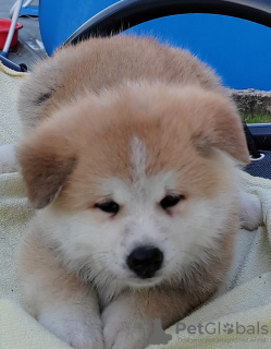 Photo №2 de l'annonce № 68220 de la vente akita (chien) - acheter à Serbie éleveur