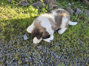 Photo №4. Je vais vendre saint-bernard en ville de Shvekhat. éleveur - prix - 860€