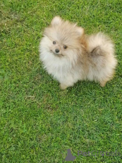 Photo №2 de l'annonce № 144857 de la vente spitz nain - acheter à Serbie éleveur